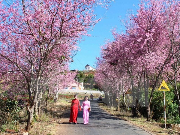 Ouverture de la fête des cerisiers à Quang Ninh  - ảnh 1